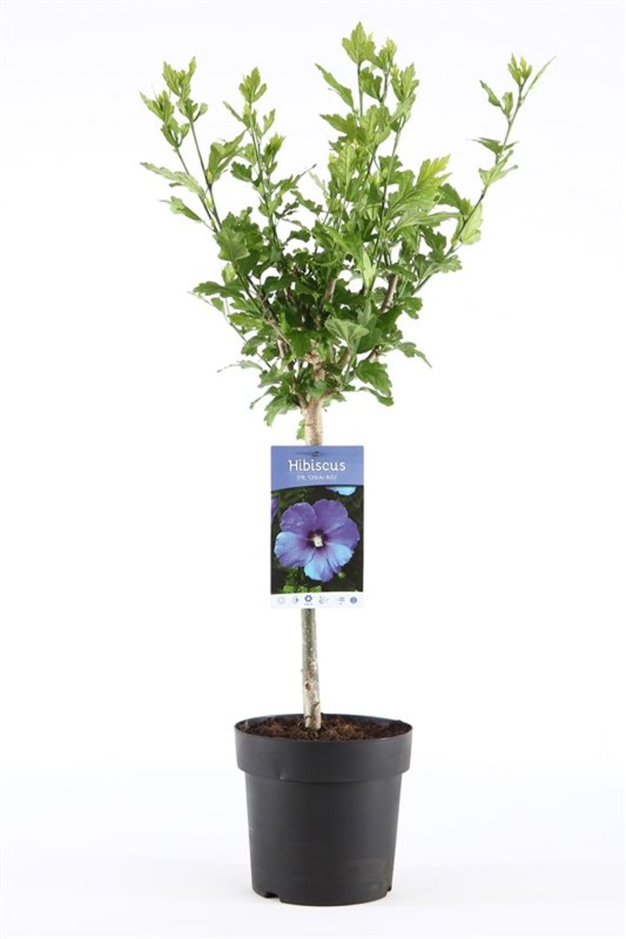 Hibiscus syr. 'Oiseau Bleu' - 30 CM Stem C3